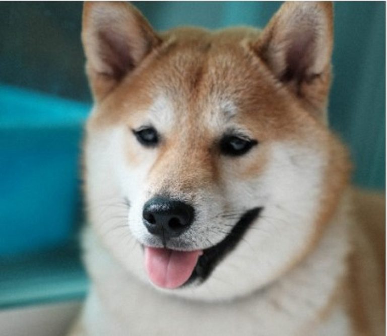 Shiba Inu vs Dogecoin: wie is het alfa- hondje?