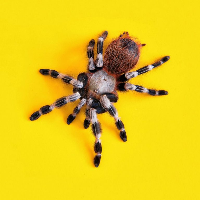 Wetenschappers gebruiken dode spinnen en veranderen ze in robots
